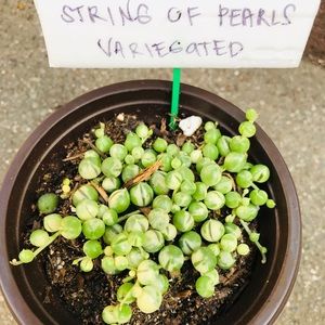 string of pearls variegated
